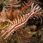 Hippolyte prideauxiana